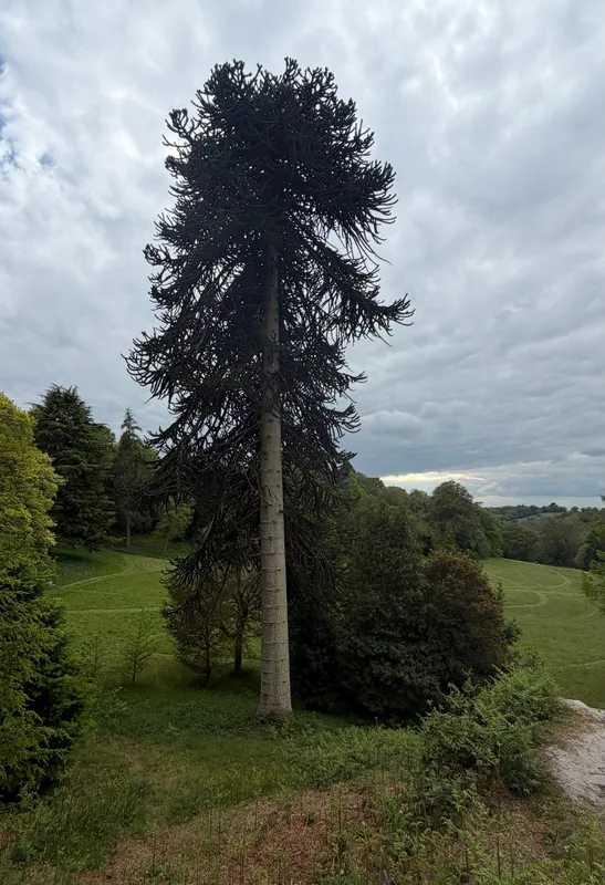 Two of 3 grownups and 65 young Monkey Puzzle Tree at Wakehurst Botanic Garden