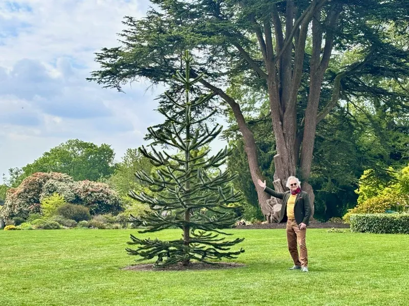 Monkey Puzzle Tree at National Trusts Nymans Garden