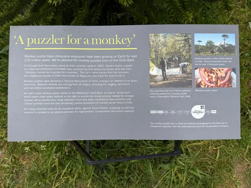 The 65 young Monkey Puzzle Trees at Wakehurst Botanic Garden
