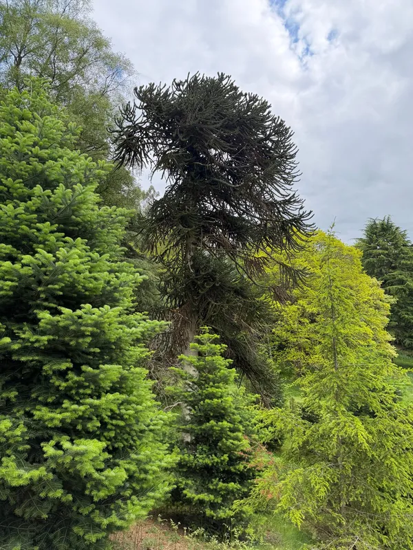 Two of 3 grownups and 65 young Monkey Puzzle Tree at Wakehurst Botanic Garden