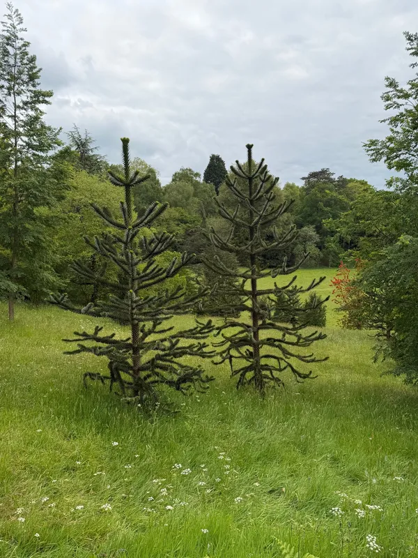 The 65 young Monkey Puzzle Trees at Wakehurst Botanic Garden