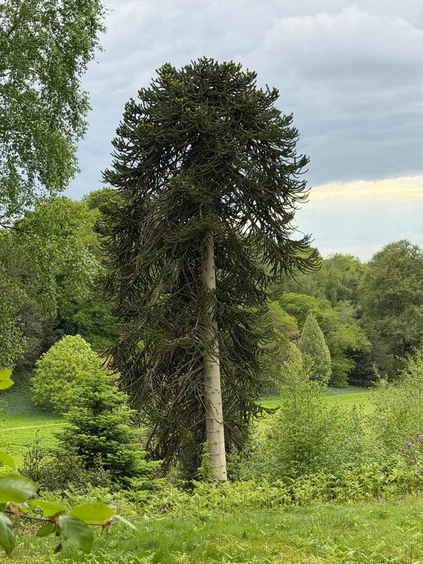 Two of 3 grownups and 65 young Monkey Puzzle Tree at Wakehurst Botanic Garden