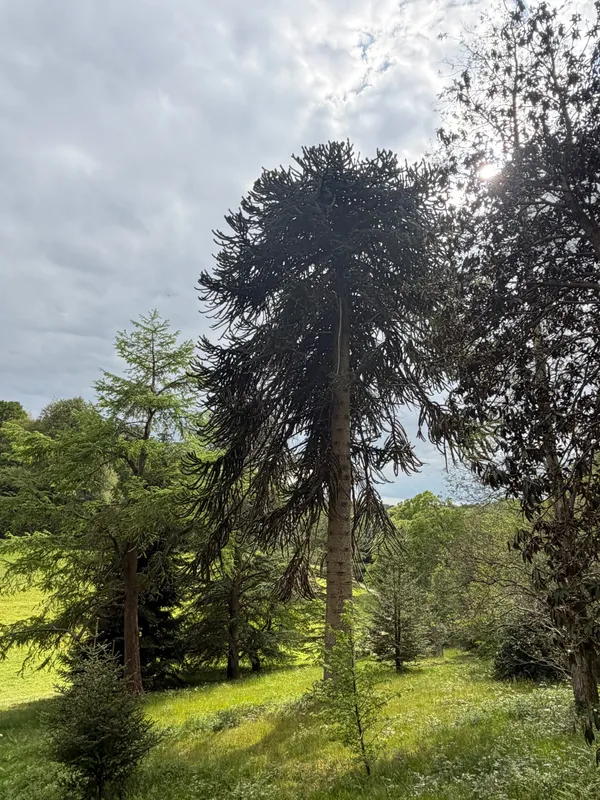 One of 3 grownups and 65 young Monkey Puzzle Tree at Wakehurst Botanic Garden