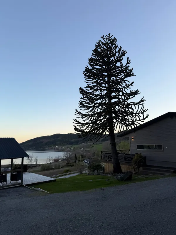 One of the northernmost Monkey Puzzle Trees in Norway