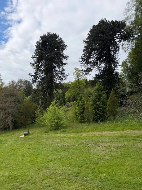 Two of 3 grownups and 65 young Monkey Puzzle Tree at Wakehurst Botanic Garden