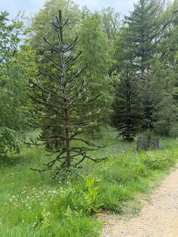 The 65 young Monkey Puzzle Trees at Wakehurst Botanic Garden