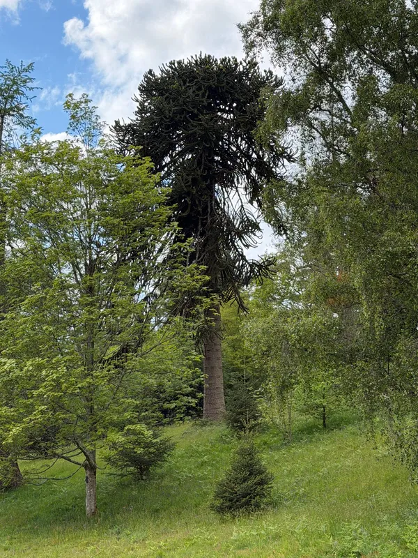 One of 3 grownups and 65 young Monkey Puzzle Tree at Wakehurst Botanic Garden