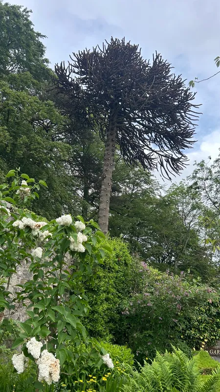 Sad old tree 