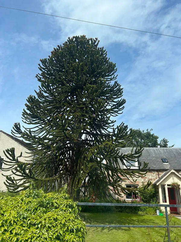 Lovely specimen 