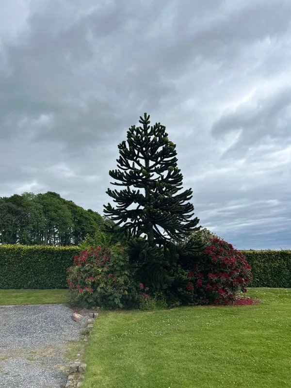 Monkey puzzle tree image