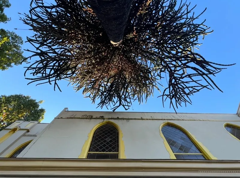 Tender and mild monkey puzzle 