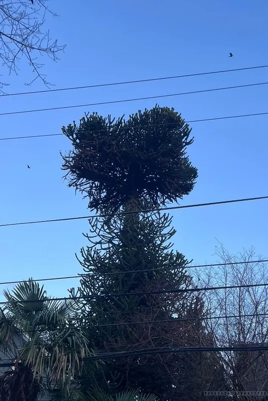 Enormous elegant beauty 