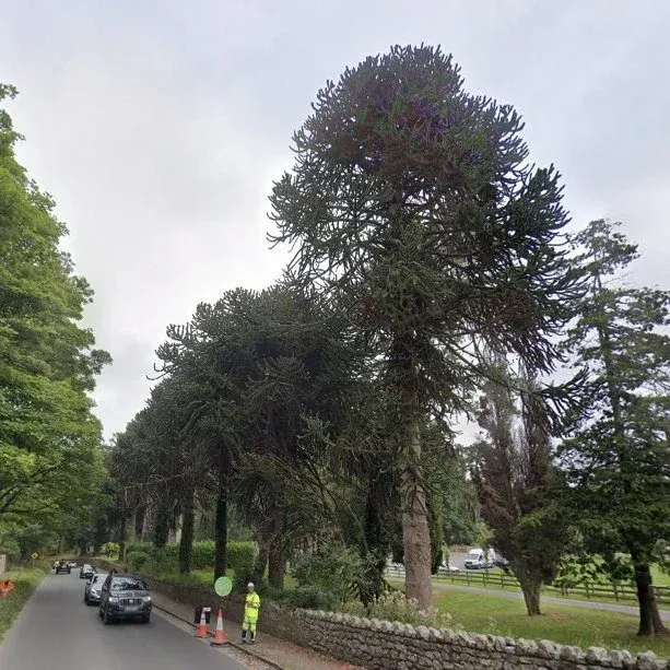 The Enniskerry Liners
