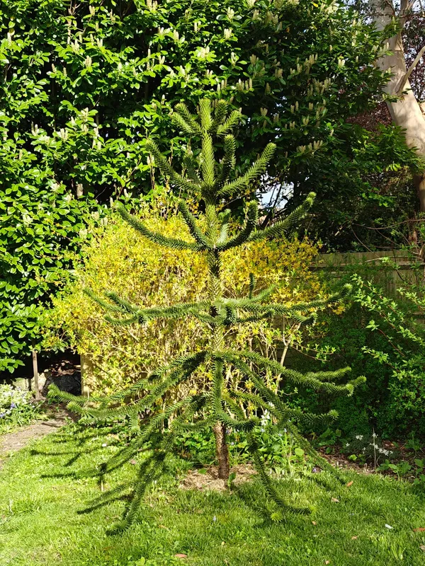 My very own Araucaria