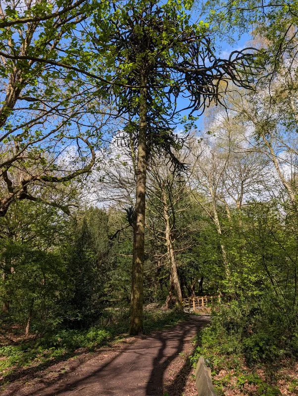 Monkey puzzle tree image