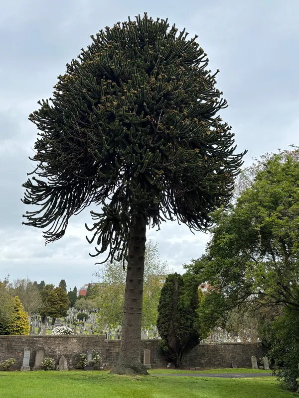 Eastern Cemetery, DundeeLarge old