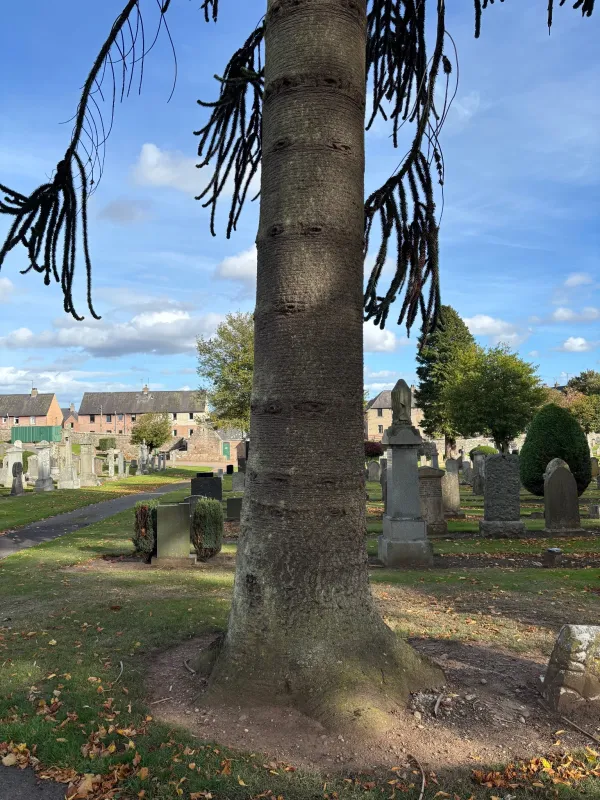 Smaller Old Monkey in Forfar Cemetery 