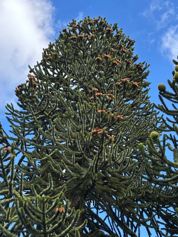 Second Monkey in clump of Monkeys