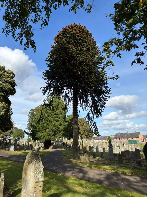 Smaller Old Monkey in Forfar Cemetery 