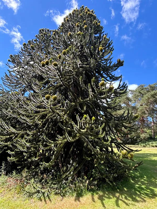 Big old fruiting