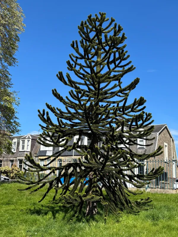Baxter Park Dundee