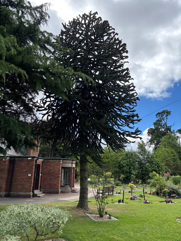Monkey puzzle tree in Crematorium