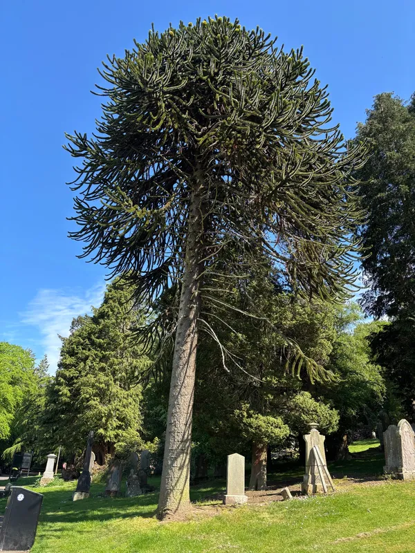 Welcoming Monkey to Balgay Cemetery