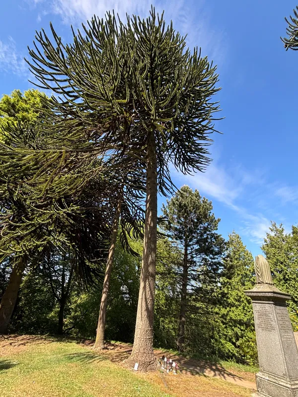 No.1 of 4 trees huddled together
