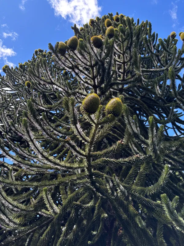 Big old fruiting