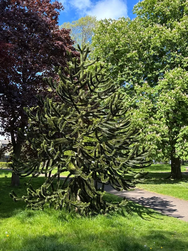 Baxter Park Dundee Park 