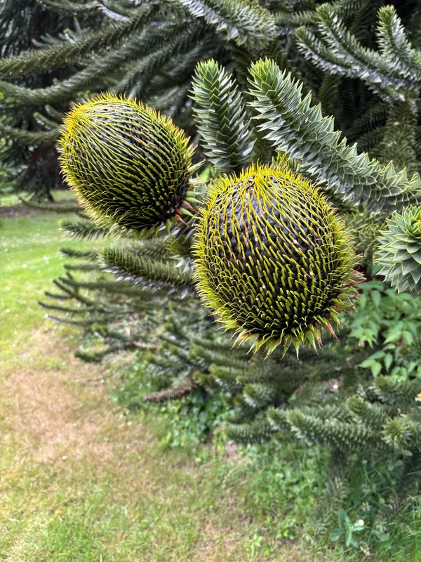 Big old fruiting