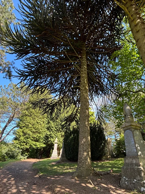 No.1 of twins - Balgay Cemetery