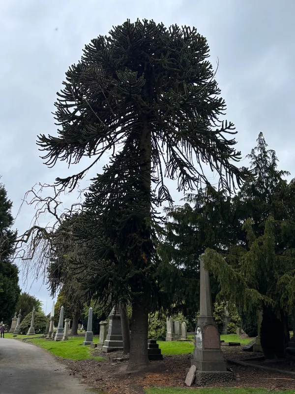 Monkey tree near the Twins