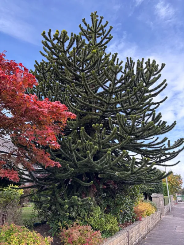 Garden Monkey with 2 leading growth branches