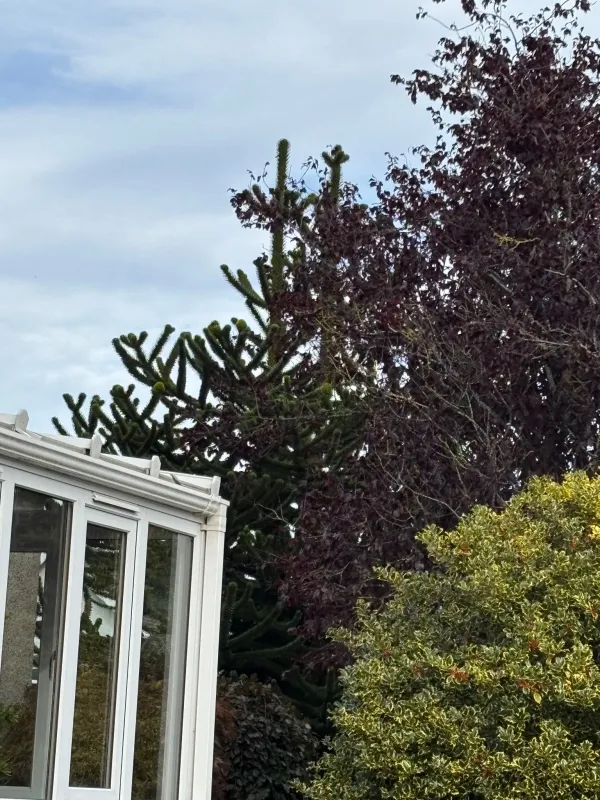 Garden Monkey with 2 leading growth branches