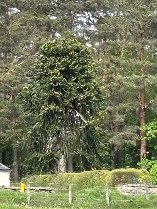 Inchmarlo, Banchory
