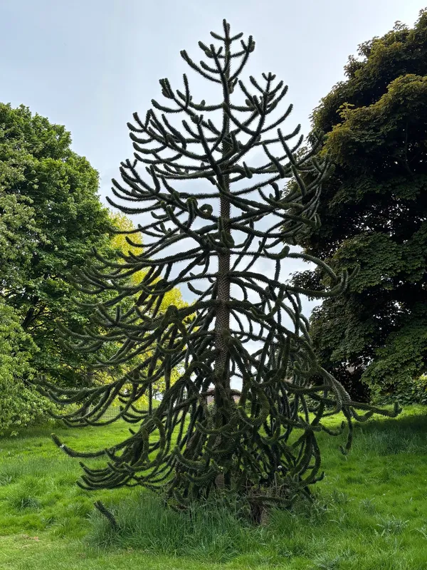 Balgay Park teengager
