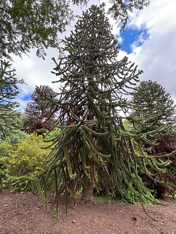 Straggler of the Botanic