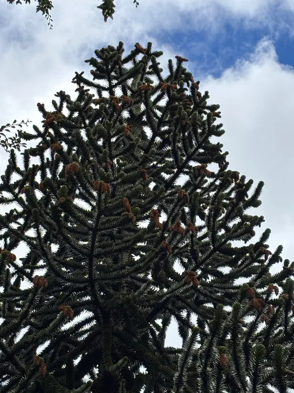 Old Botanic Monkey 