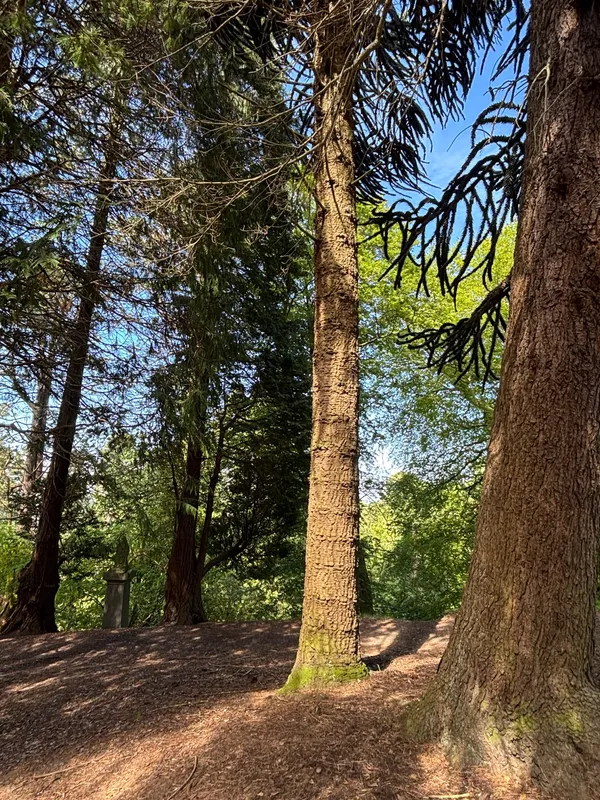 No.4 of a huddle of monkeys amongst fir trees