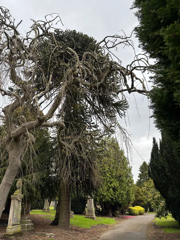 Monkey tree near the Twins