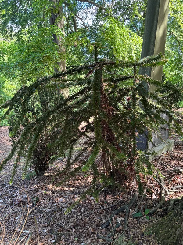Clutch of Babies