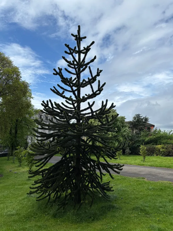 Baxter Park Dundee