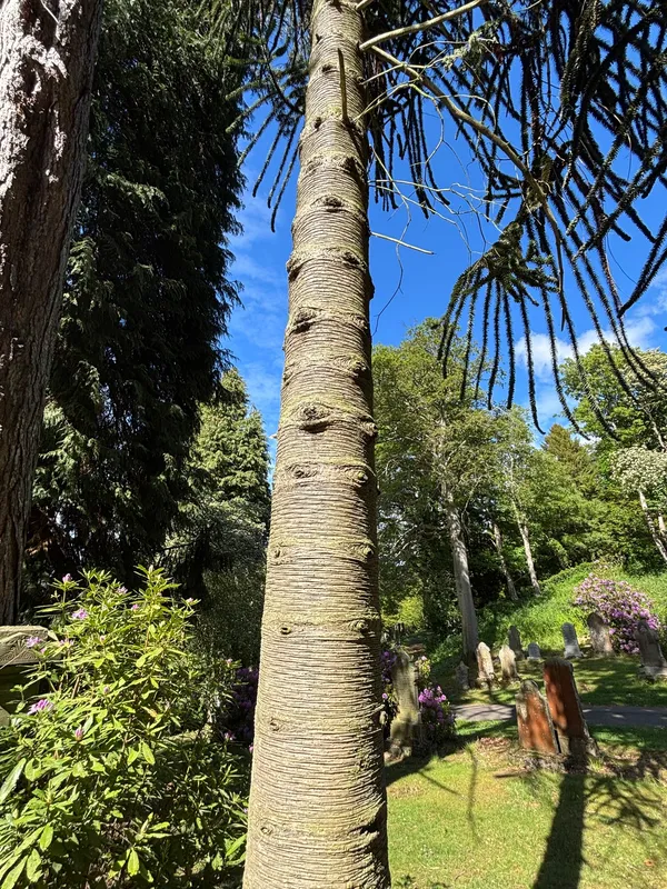 Squashed Monkey
