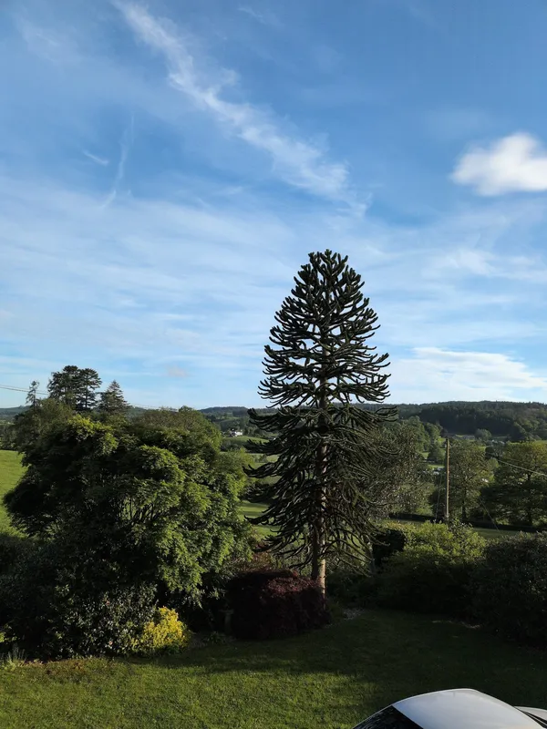 Monkey puzzle tree image