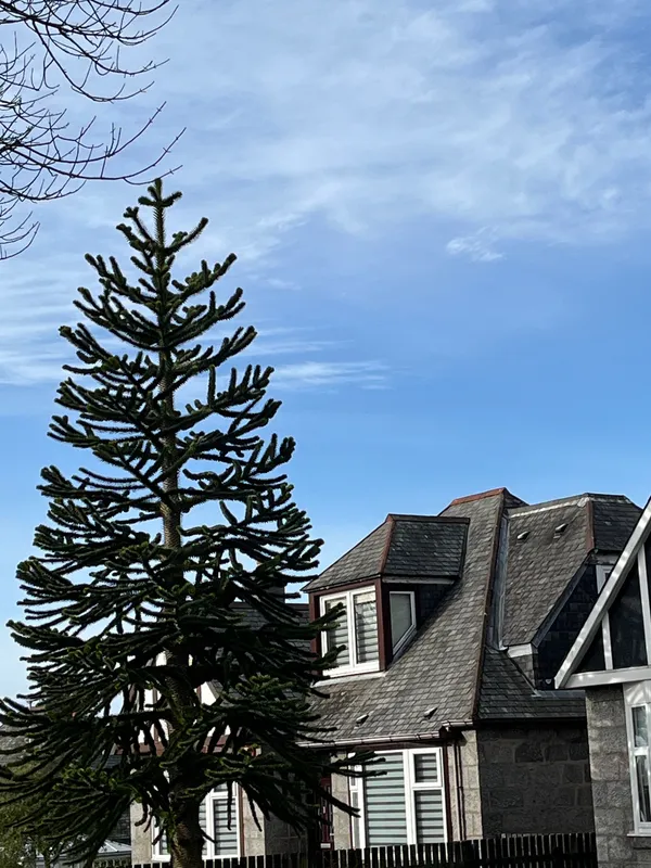 Monkey puzzle tree image