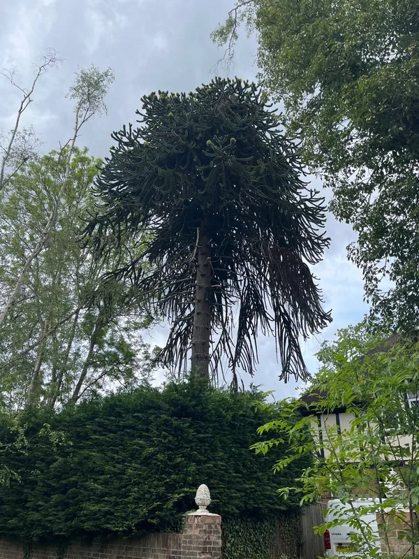 Mature sentinel