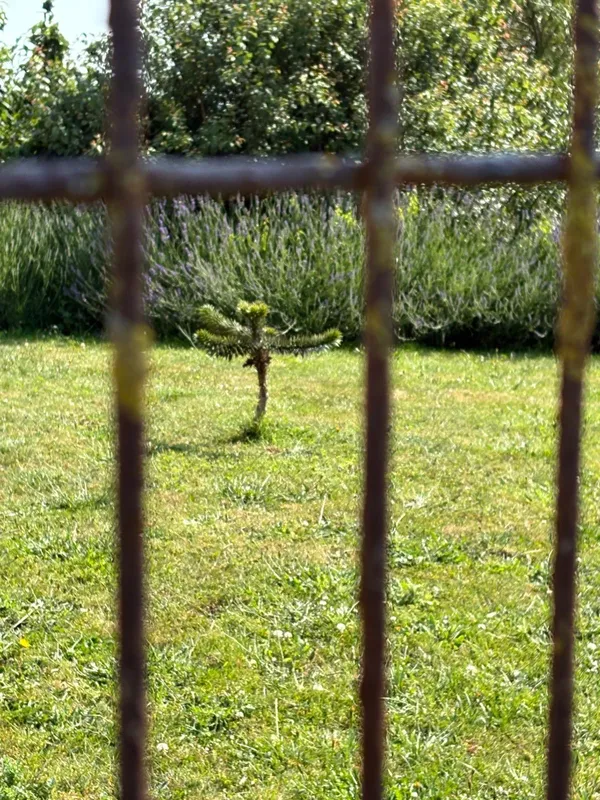 Petit 