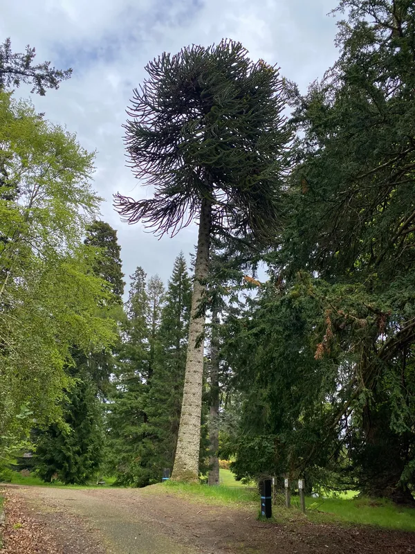 A particularly good specimen 