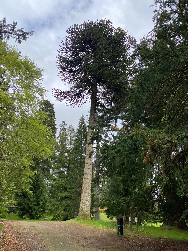 A particularly good specimen 